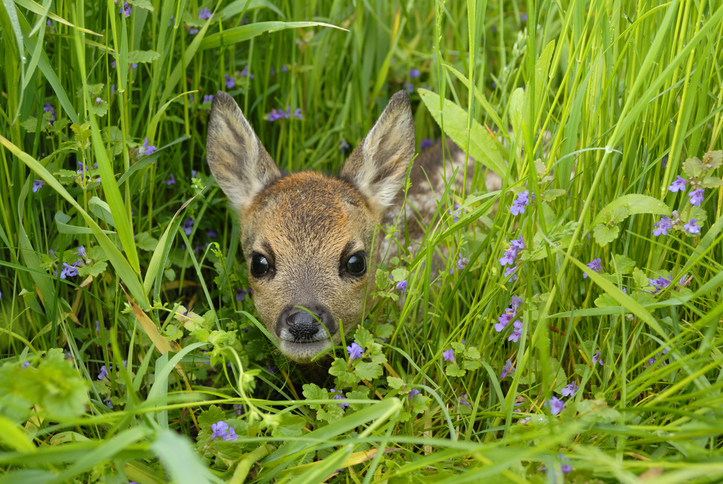 Rehkitz auf einer Wiese.