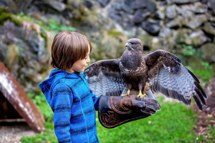 Vorschulkind, Junge, hält im Park einen Adler, großer Handschuh an der Hand