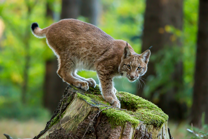 Luchs auf einem Baumstumpf.