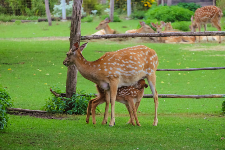 Wildparks in Tuttlingen